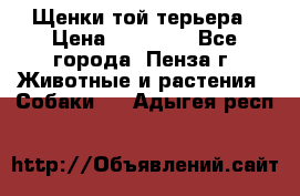 Щенки той терьера › Цена ­ 10 000 - Все города, Пенза г. Животные и растения » Собаки   . Адыгея респ.